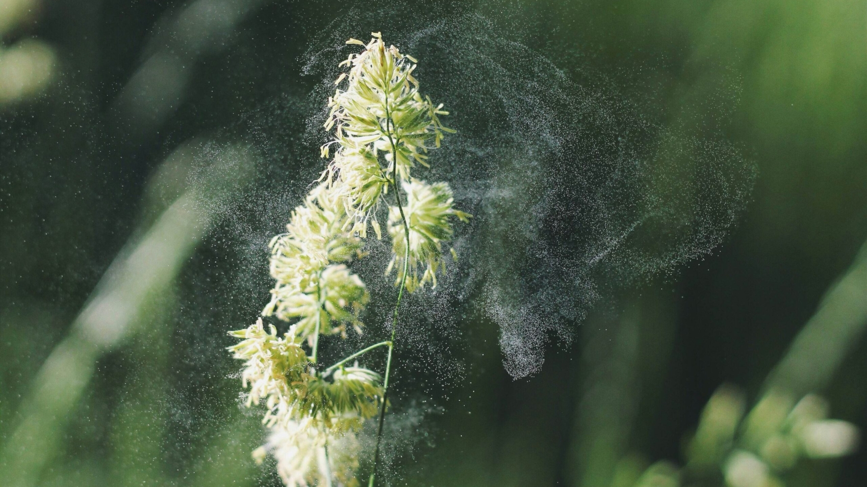 Pollen