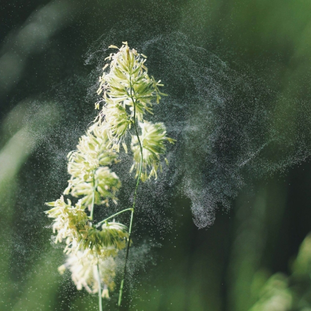 Pollen